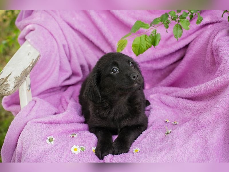Welpe LOTTI - das goldige kleine Mädchen mit den Kulleräuglein sucht ein liebevolles Zuhause!