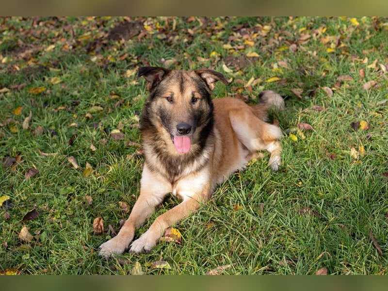 ALEX - der freundliche und liebe Rüde möchte gerne beachtet und umsorgt werden