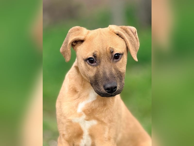 GRACE - die aktive, verspielte und menschenbezogene Maus sucht ein liebevolles Zuhause!