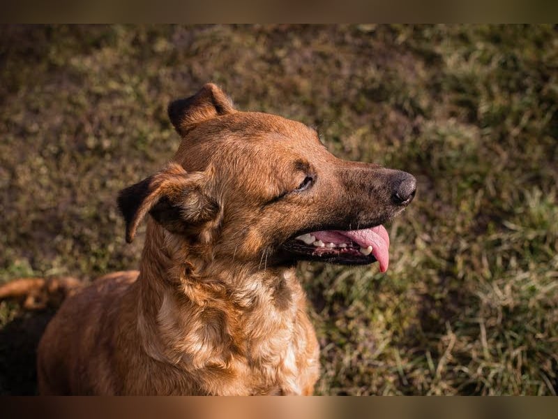 GABI - die liebe, aufgeschlossene Hündin träumt von einem liebevollen Für-Immer Zuhause