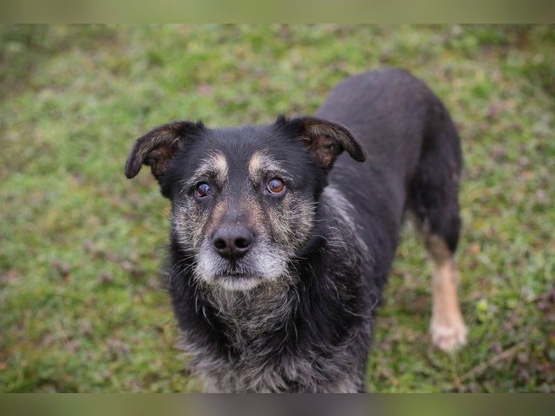 Chip-Nr. 271455 - ich  freue mich darauf, mit meinen Menschen die Welt zu entdecken!