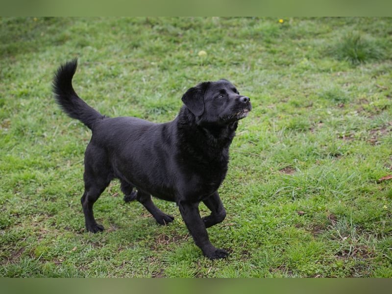 MADDOX - der aktive, gut gelaunte, starke Rüde liebt Menschen + hat keine Probleme mit Artgenossen