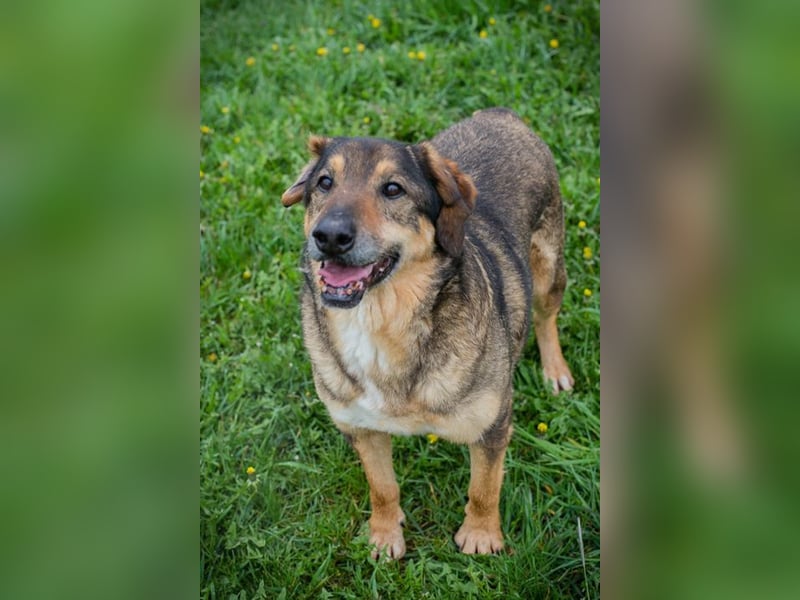 SANAJ - der liebe Rüde mag die Menschen und sehnt sich nach Aufmerksamkeit, Zärtlichkeit und Wärme.