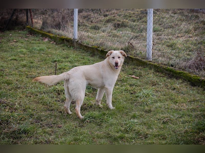 Chip-Nr. 254082  - das hübsche Mädchen wartet sehnsüchtig auf ein eigenes Für-Immer Zuhause