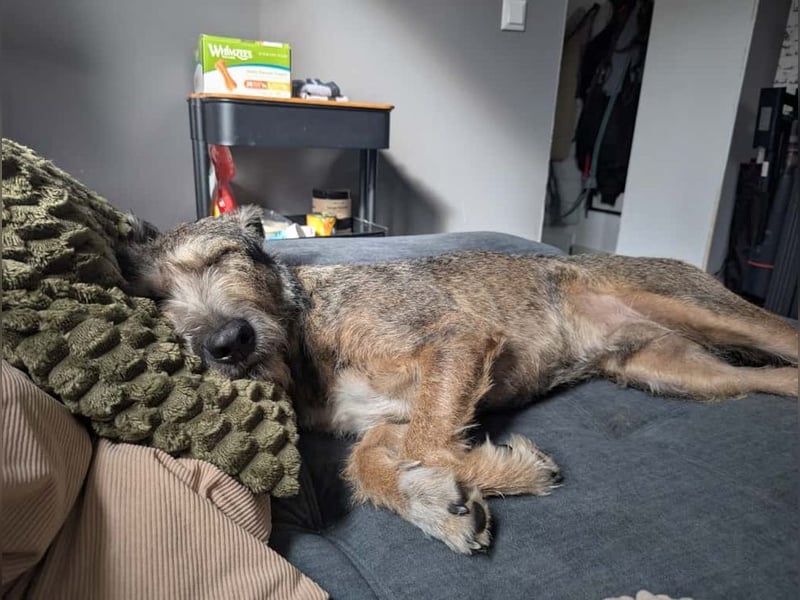 SCOTTY - welche tolle Familie kann dem sensiblen Hundemann Zeit und Sicherheit geben?