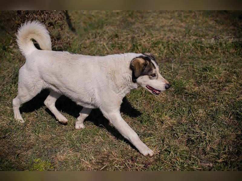 FLY - die nette und aufgeschlossene Hündin liebt Menschen und andere Hunde