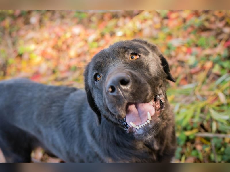 ISKA - black is beautiful - wer schenkt dieser tollen Schönheit ein Für-Immer Zuhause?