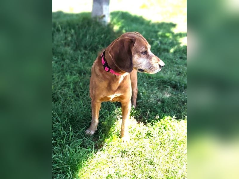 TOBI - der menschenbezogene Rüde ist im Tierheim sehr traurig und sucht ein liebes Zuhause...