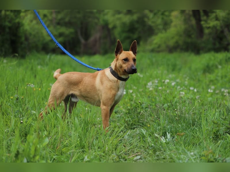 AXEL - der energische, intelligente und verspielte Rüde sucht eine aktive Familie