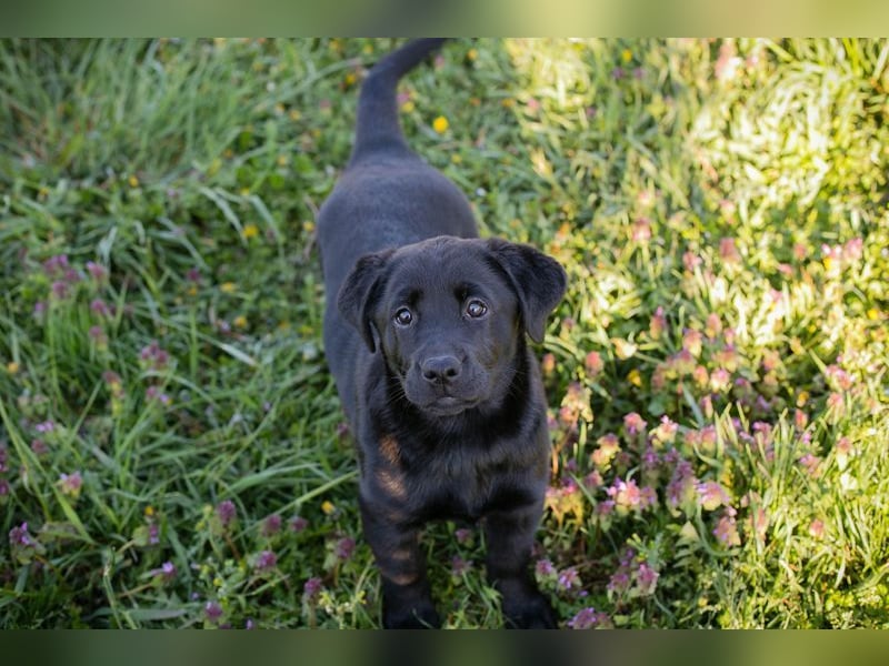 Welpe Chip-Nr. 267753 - wer schenkt mir sein Herz und ein Für-Immer Zuhause?