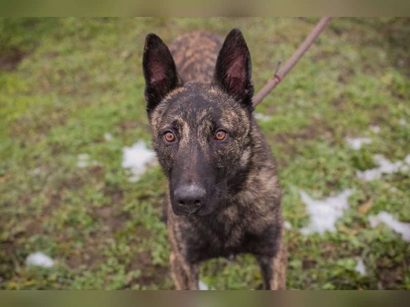 FILOU - lernen, spielen, kuscheln - wer schenkt mir ein tolles Zuhause?