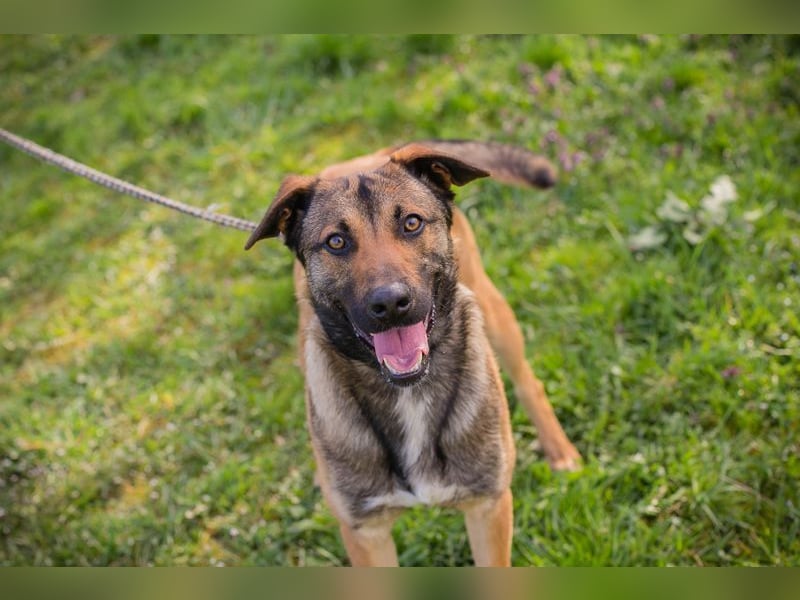 JASPER - im Tierheim habe ich großen Stress, deshalb suche ich dringend ein ruhiges Zuhause!