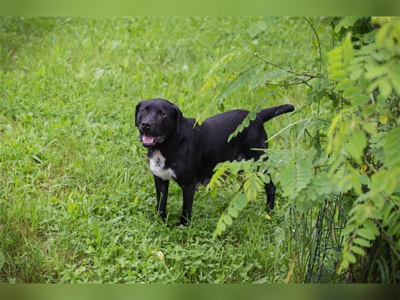 VICKI - wer erfüllt der aktiven, verspielten Hündin den Traum von einer eigenen Familie?
