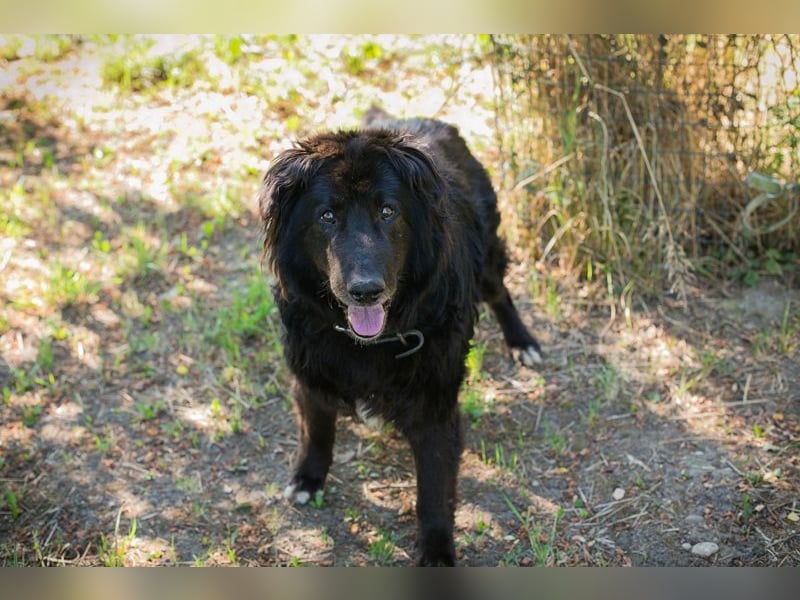 GÜNNI - der brave Senior möchte geliebt und umsorgt werden...