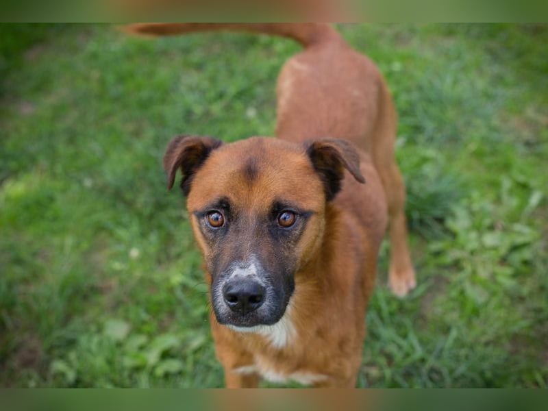 ABBI - der freundliche und aufgeschlossene Rüde sucht ein tolles Für-Immer Zuhause