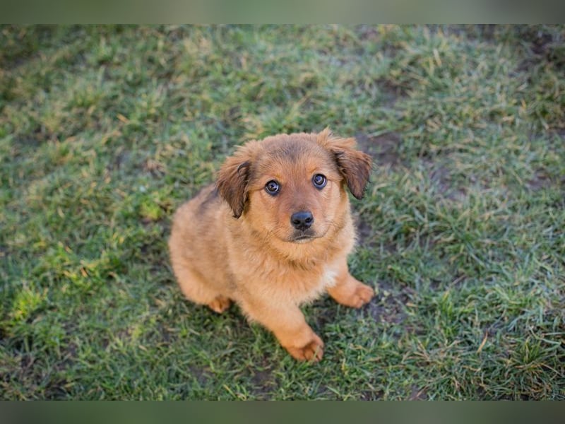 Welpe MILLA - ich bringe eine große Portion Leben und Frohsinn in dein Zuhause!