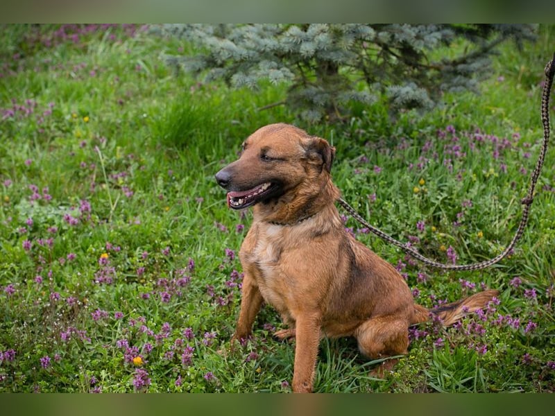 GABI - die liebe, aufgeschlossene Hündin träumt von einem liebevollen Für-Immer Zuhause