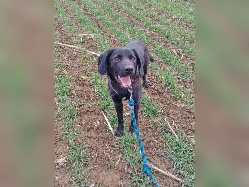 MOWGLI - das Powerpaket sucht eine aktive Familie mit Hundeerfahrung