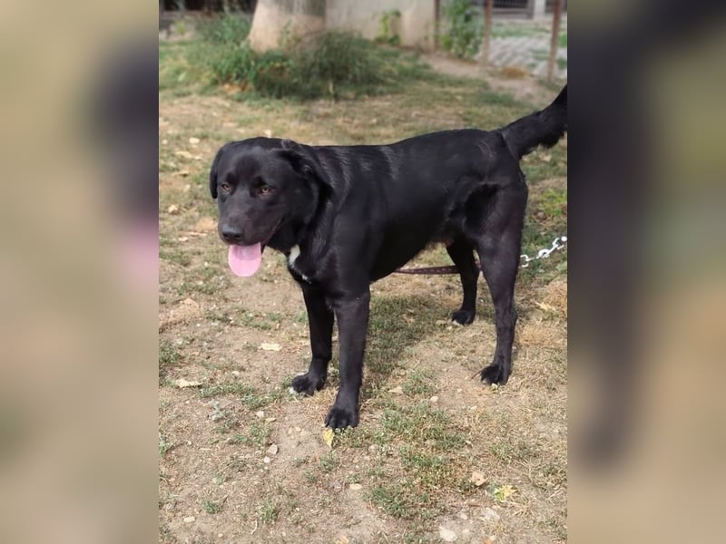 HARIBO - wer zeigt dem tollen Typ, wie schön ein Hundeleben sein kann?