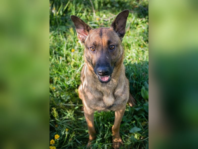 CASSY - ich freue mich auf gemeinsame Abenteuer mit meiner Familie!