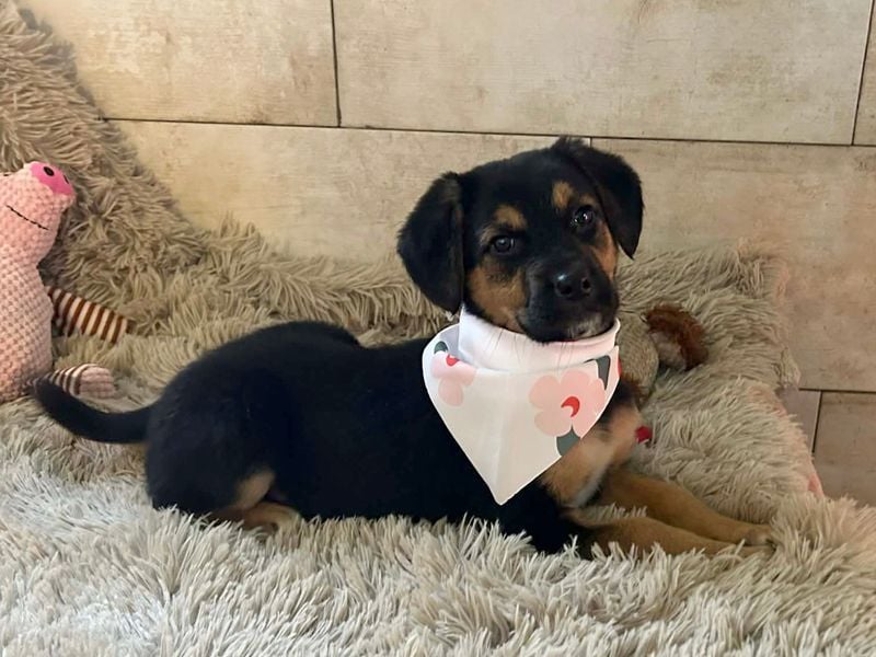 Welpe Chip Nr. 264199 - wer verliebt sich in die kleine Maus und schenkt ihr ein tolles Zuhause?