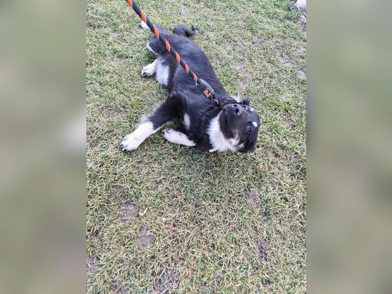 Welpe KORA - kuscheln, lernen, spielen - schenkst du mir ein Für-Immer Zuhause?