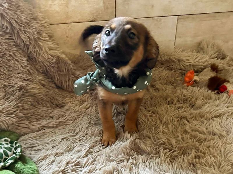 Welpe JAGO - ich träume von einem liebevollen Zuhause...