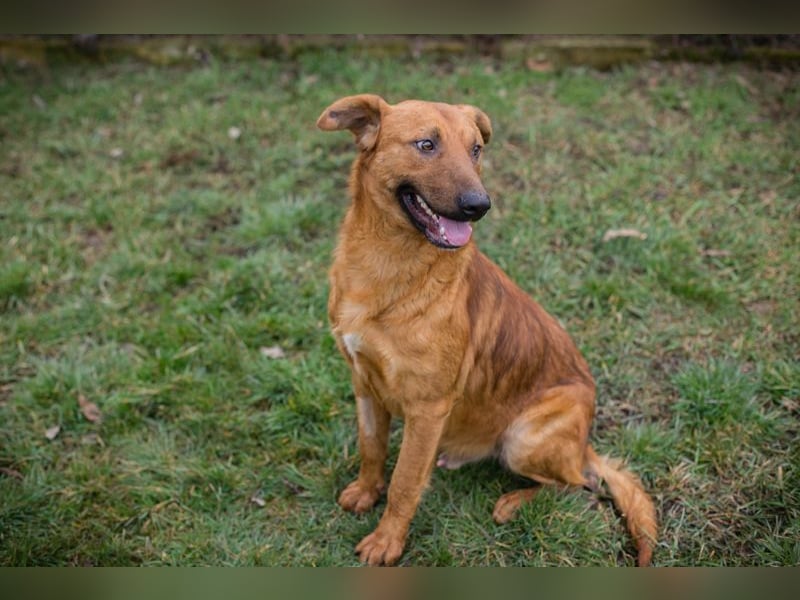 BENNY - der aufgeschlossene Rüde möchte so gern dein vierbeiniger Begleiter sein!