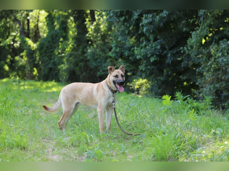HENRY - der intelligente und energische Rüde lernt sehr gern und mag Artgenossen