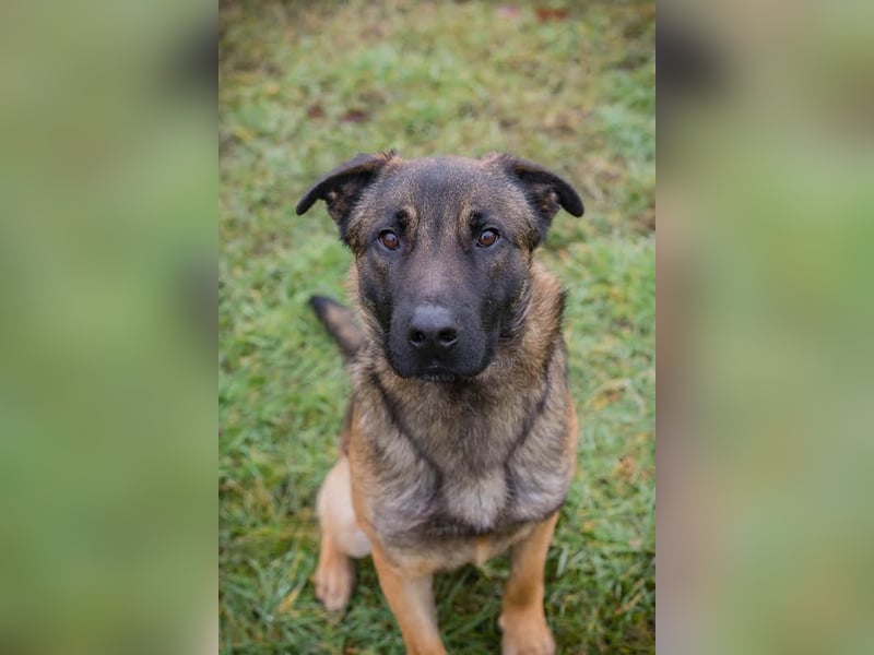 MARLI - der aktive, aufgeschlossene Rüde wartet sehnsüchtig auf eine eigene Familie!