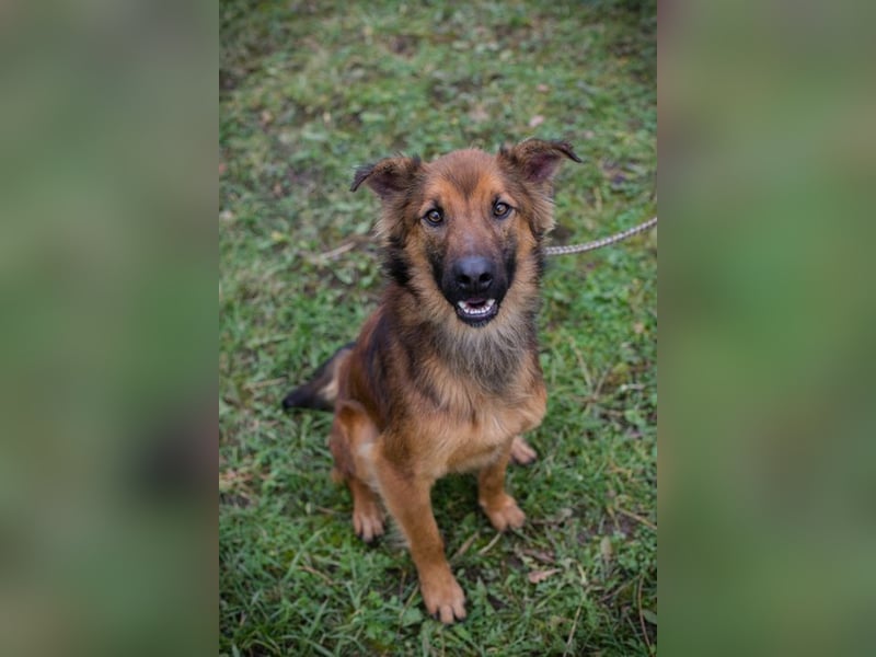 ANDREAS - der aktive und verspielte, liebe Hundemann sucht ein tolles Für-Immer Zuhause!