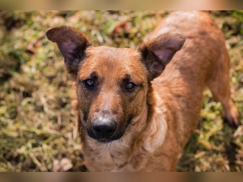 GABI - die liebe, aufgeschlossene Hündin träumt von einem liebevollen Für-Immer Zuhause