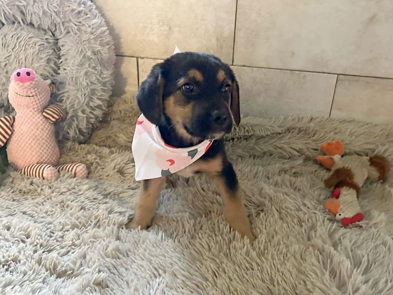 Welpe Chip Nr. 264199 - wer verliebt sich in die kleine Maus und schenkt ihr ein tolles Zuhause?