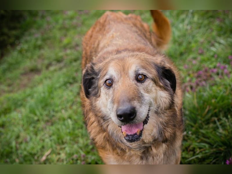 MICK - der liebe und neugierige Senior möchte in Ruhe bei seiner Familie ankommen