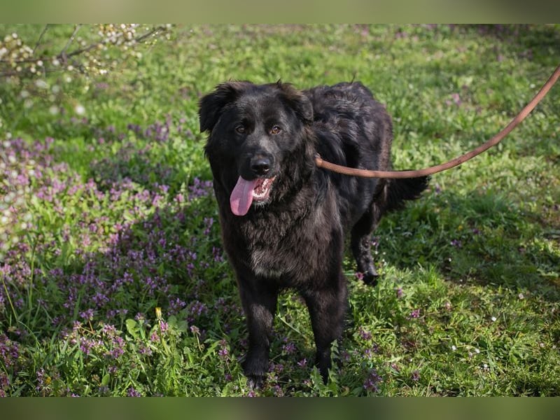 Chip-Nr. 270037 - ich wünsche mir eine Familie die mich liebt und mich nie mehr alleine lässt