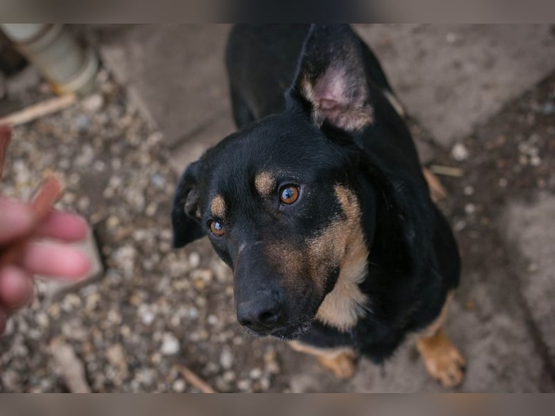 MARLEY - ich bin noch etwas zurückhaltend und suche eine liebevolle, geduldige Familie!