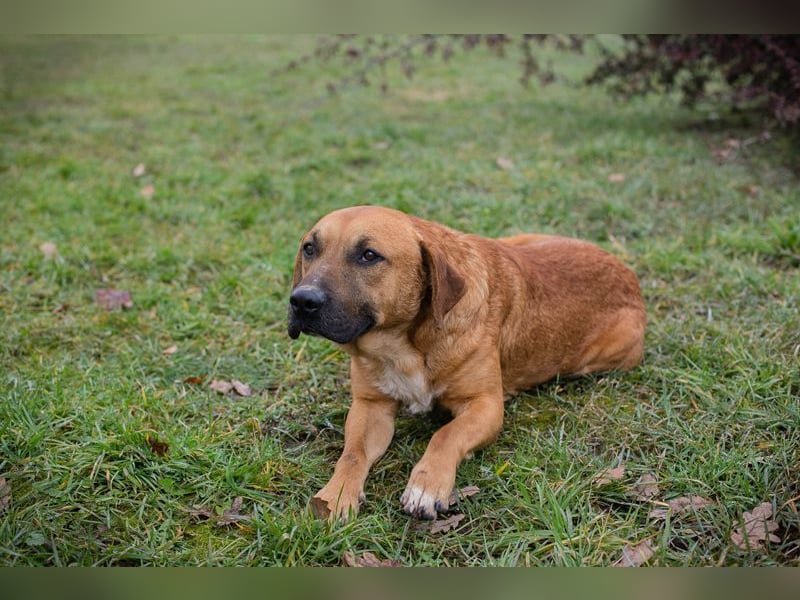 ZINO - ich mag Menschen und Artgenossen und suche ein tolles Zuhause!