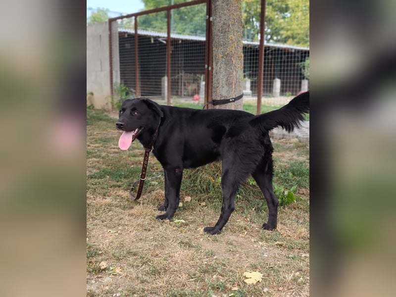 HARIBO - wer zeigt dem tollen Typ, wie schön ein Hundeleben sein kann?