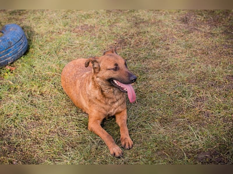 GABI - die liebe, aufgeschlossene Hündin träumt von einem liebevollen Für-Immer Zuhause