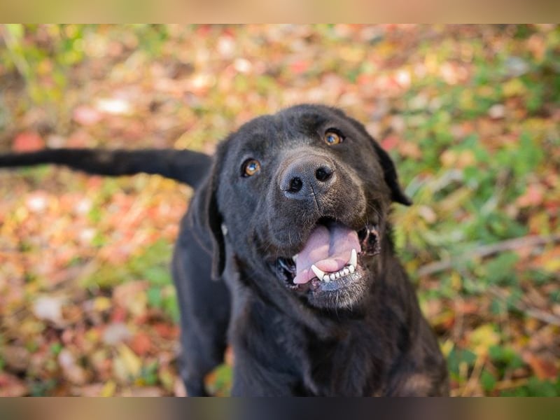 ISKA - black is beautiful - wer schenkt dieser tollen Schönheit ein Für-Immer Zuhause?