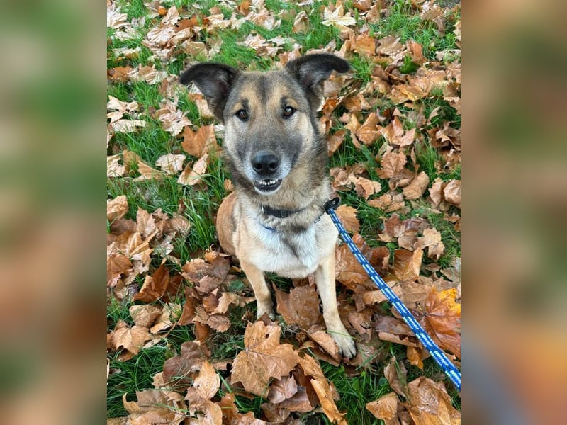 ALEX - der freundliche und liebe Rüde möchte gerne beachtet und umsorgt werden