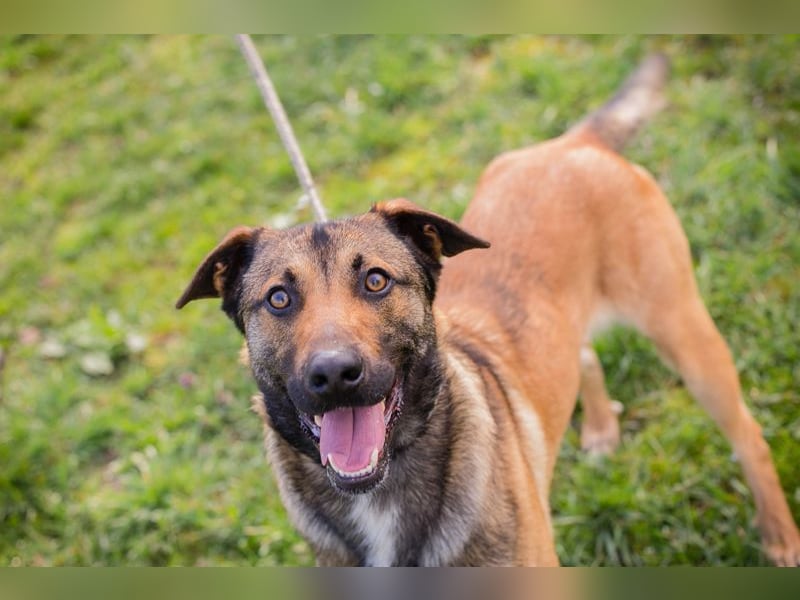 JASPER - im Tierheim habe ich großen Stress, deshalb suche ich dringend ein ruhiges Zuhause!