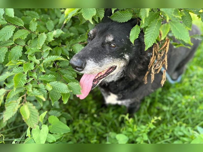 MIKY - Wer möchte mit dem lieben Senior das Leben teilen?