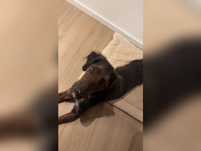 AKKI - das liebe, stürmische Kuschelmonster sucht eine unternehmungslustige, konsequente Familie