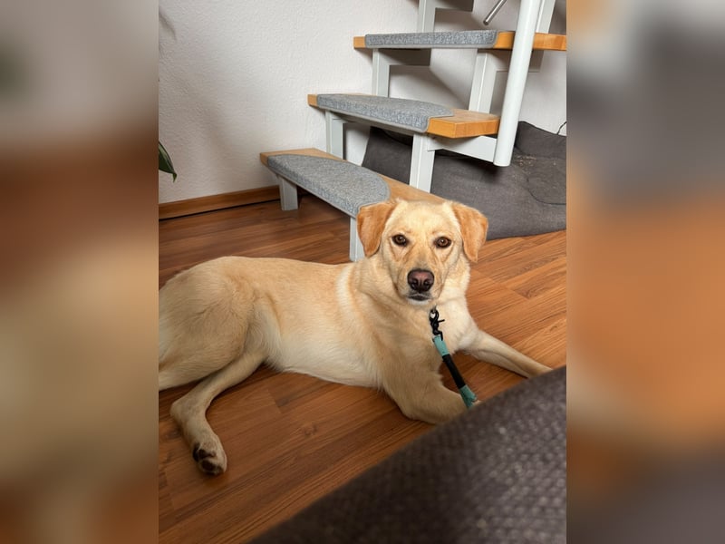 ZOE ist in Deutschland auf Pflegestelle. Sie wartet gerne auch Ihren Besuch