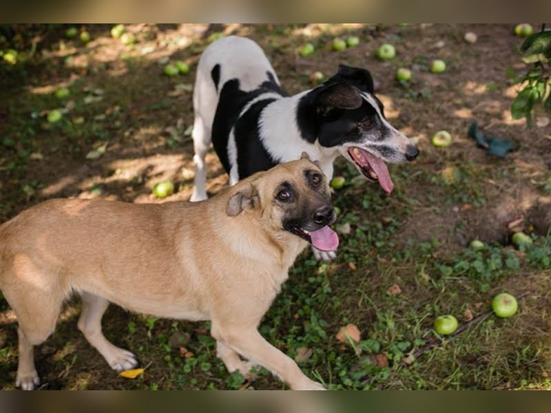 HOTSPOT - Menschen mit ganz viel Liebe, Zeit und Geduld gesucht für diesen sanften Hundejungen