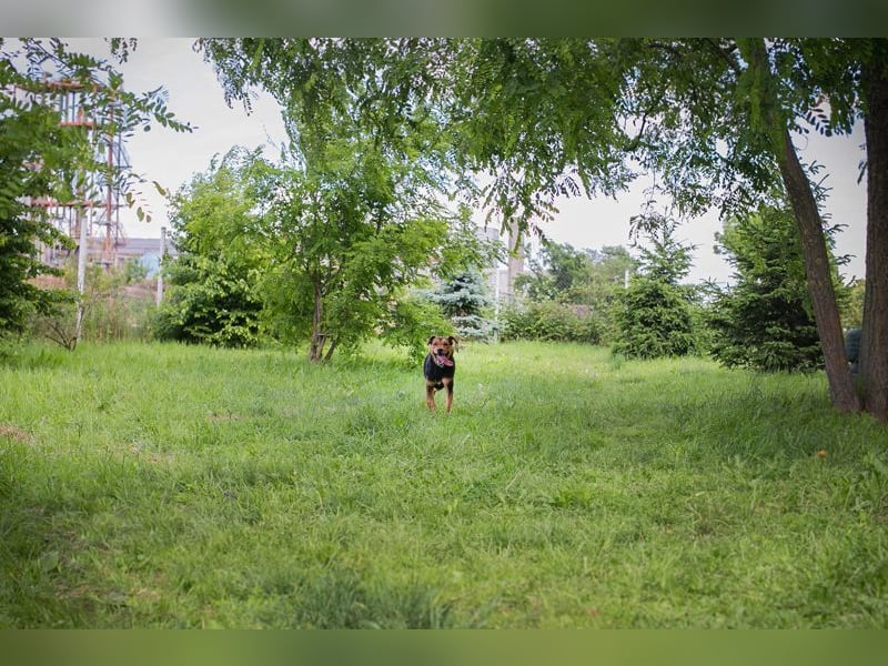 MIKI - der neugierige und brave Junge sucht ein liebevolles Zuhause!
