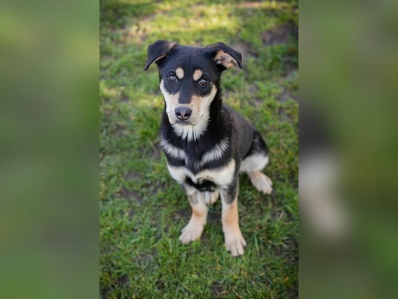 Chip-Nr. 271760 - ich suche ein liebevolles Zuhause in dem ich ein echtes Familienmitglied bin!