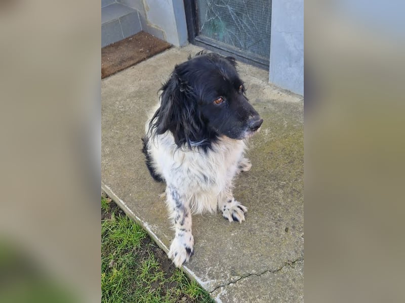 CRNI - der neugierige und aktive Rüde sucht eine unternehmungslustige Familie!