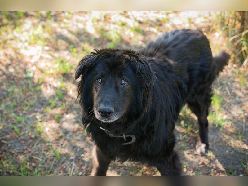 GÜNNI - der brave Senior möchte geliebt und umsorgt werden...